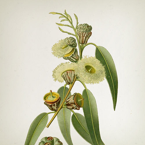 Apothecary Eucalyptus & Mint Spray - 100ml - Country of Origin: Spain