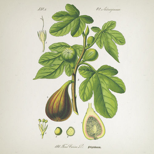 Apothecary Fig & Amber Spray - 100ml - Country of Origin: Spain