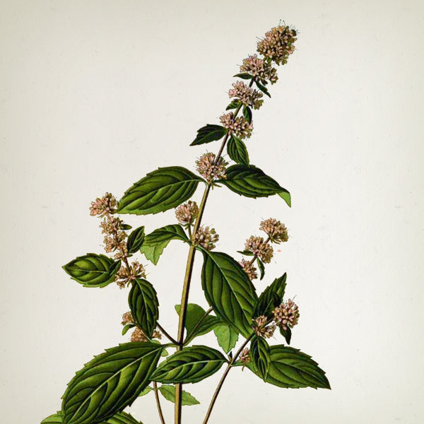 Blue Butterfly Candle in Jar - 650gr - Country of Origin: Spain