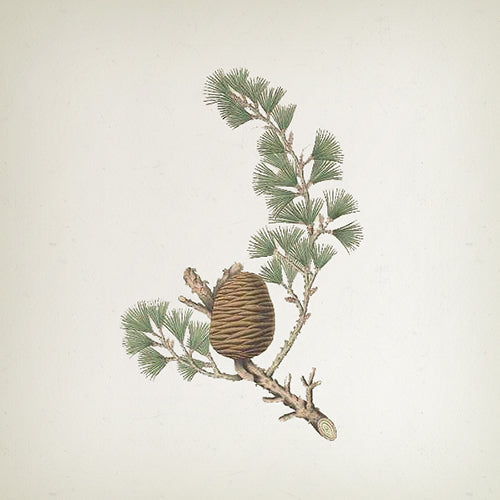 Cedarwood Candle - 1500gr - Country of Origin: Spain