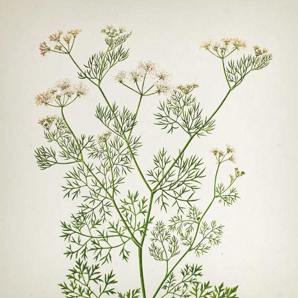 Hummingbird Reed Diffuser - 100ml - Country of Origin: Spain