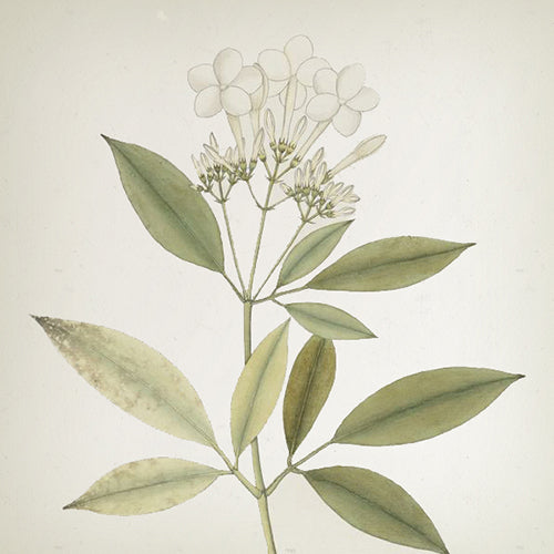 Vila Hermanos Classic Collection - Jasmine reed diffuser 250ml - Country of Origin: Spain