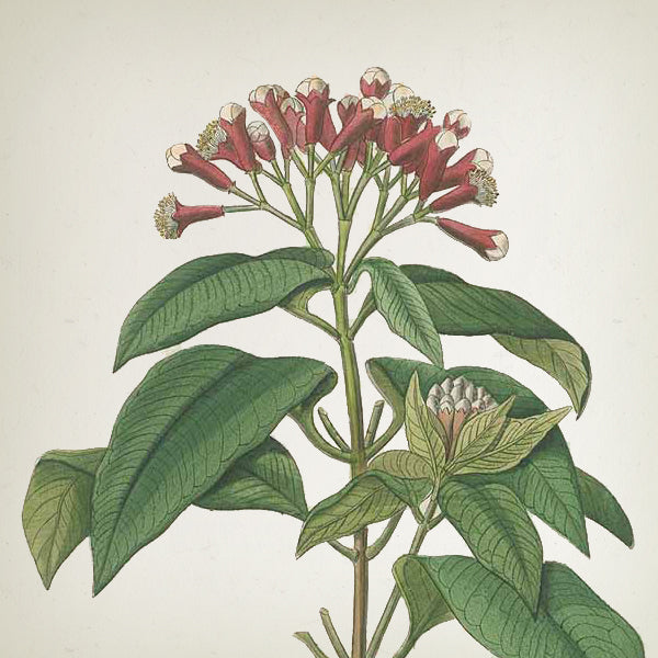 Jungletopia Zebra Reed Diffuser - 100ml - Country of Origin: Spain