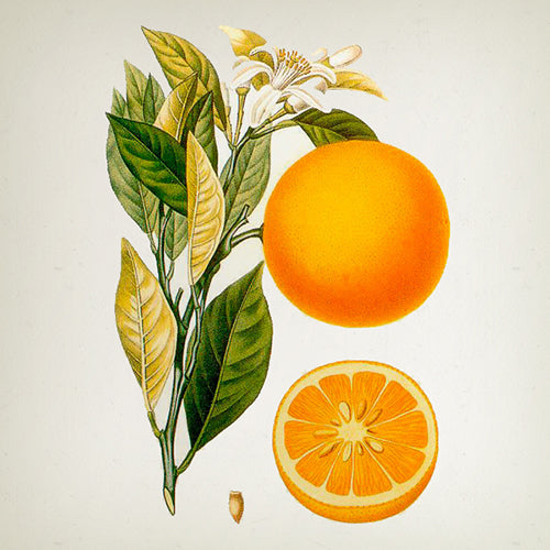 Vila Hermanos Classic Collection - Orange Blossom Candle in Jar 500gr - Country of Origin: Spain