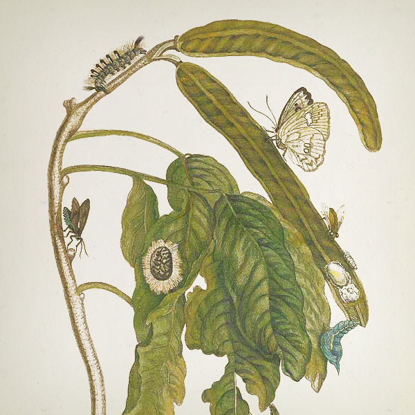 Rain Forest Reed Diffuser - 100ml - Country of Origin: Spain