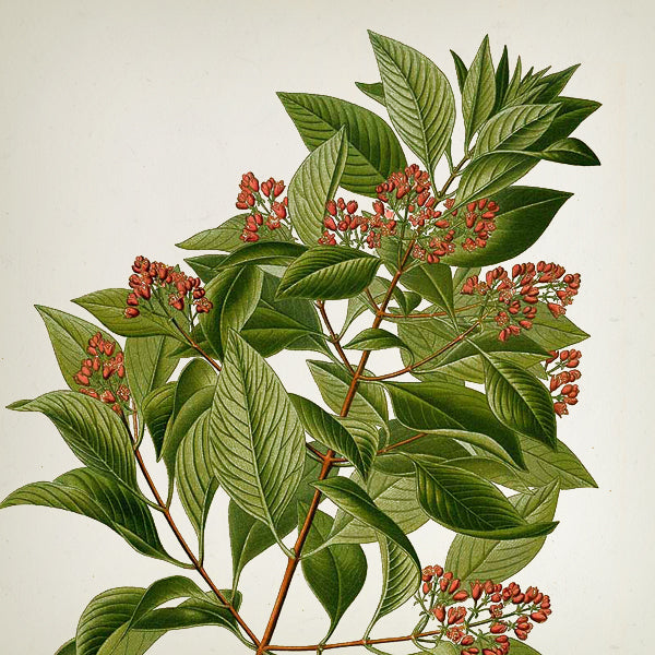 Leopard Candle in jar 650gr - Country of Origin: Spain