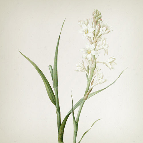 Vila Hermanos Classic Collection - Tuberose candle in jar 500gr - Country of Origin: Spain