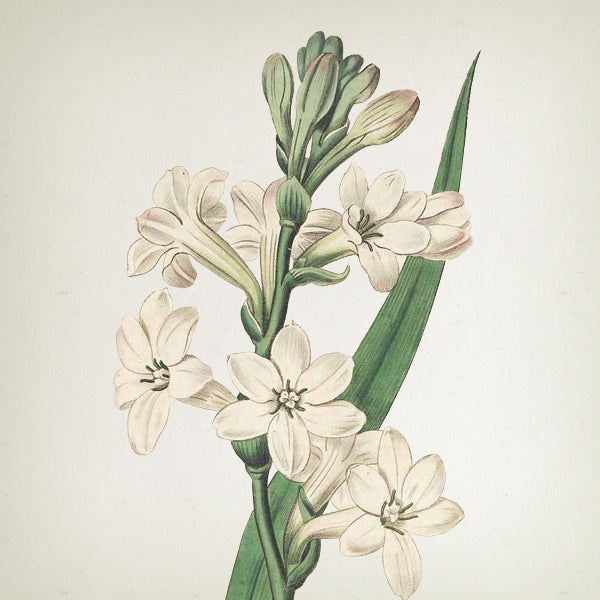 Wild Musk Candle in Jar - 650gr - Country of Origin: Spain