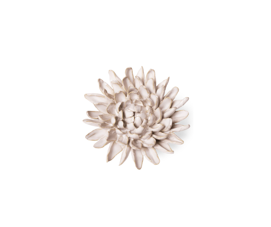 Ivory Chrysanthemum - Country of Origin : United Kingdom