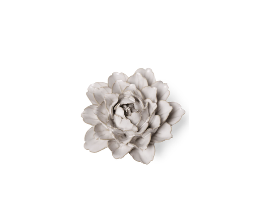 Ivory Comanche Peony - Country of Origin : United Kingdom