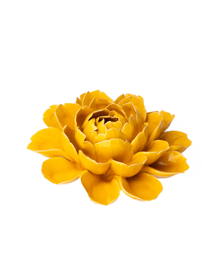 Burnt Yellow Empire Cabbage Flower - Country of Origin : United Kingdom