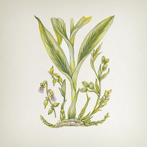 Apothecary Japanese Meditation Candle - 900gr -  Country of Origin: Spain