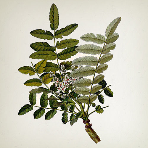 Apothecary Japanese Soul Reed Diffuser - 700ml -  Country of Origin: Spain