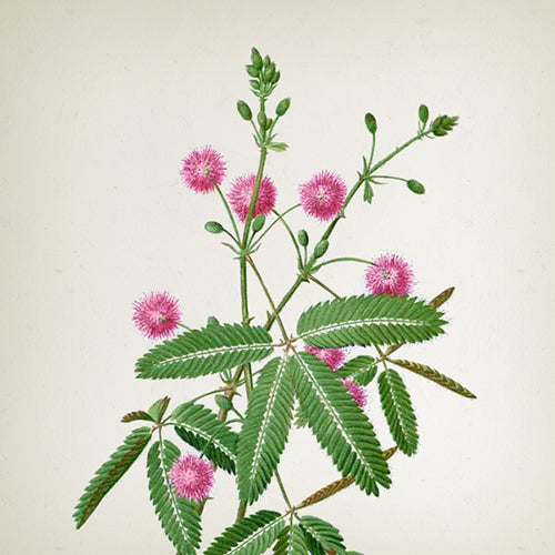 Apothecary Mimosa & Tiare Reed Diffuser - 3000ml -  Country of Origin: Spain