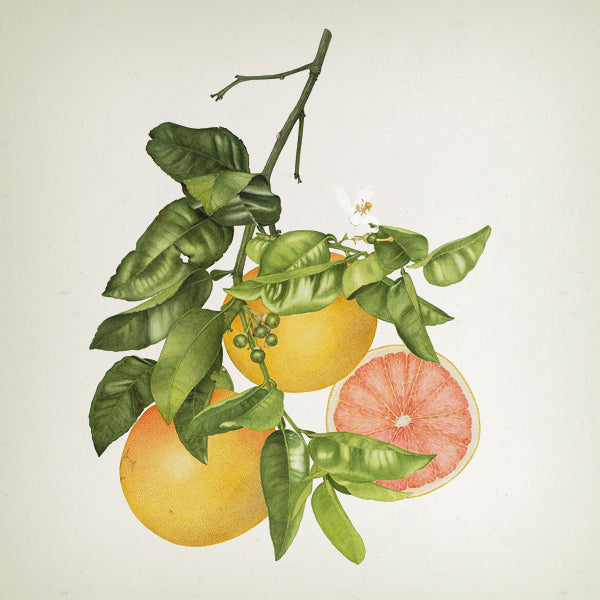 Vila Hermanos Classic Collection - Citrus Bloom candle in jar 500gr - Country of Origin: Spain